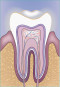 Endodontie, Zahn